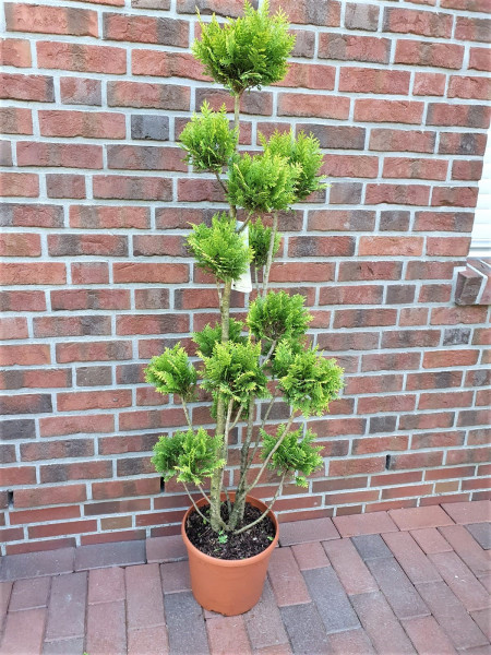 Gartenbonsai (Höhe: 150-160 cm), Chamaecyparis lawsoniana Stardust