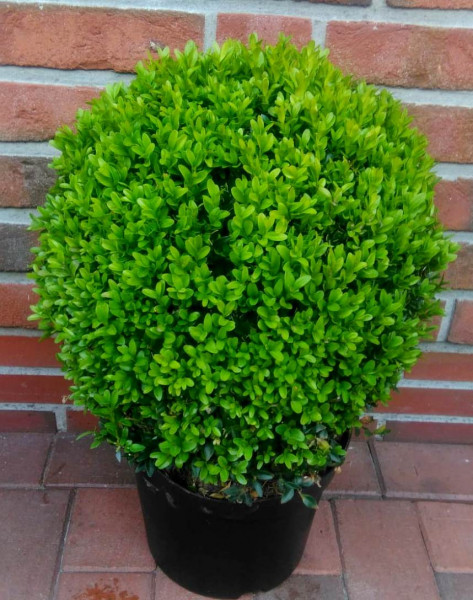 Buchsbaum-Kugel, Buxus sempervirens (Durchmesser: 35-40 cm)