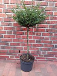 Ilex crenata 'Glorie Gem' - Stämmchen, Bergilex (Höhe: 120-130 cm)