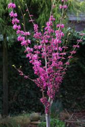 Chinesischer Judasbaum, Cercis canadensis 'Avondale', Höhe: 120-130 cm inkl. Topf