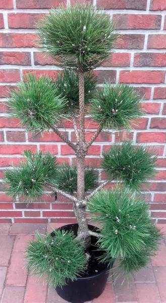 Kiefer - Gartenbonsai, Pinus sylvestris (Höhe: 130-140 cm)