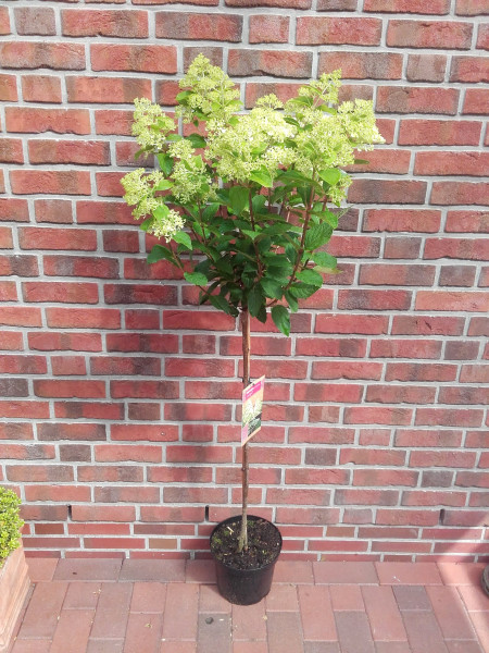 Rispenhortensie Limelight auf Stamm (Höhe: 130-140 cm) - Hydrangea paniculata Limelight