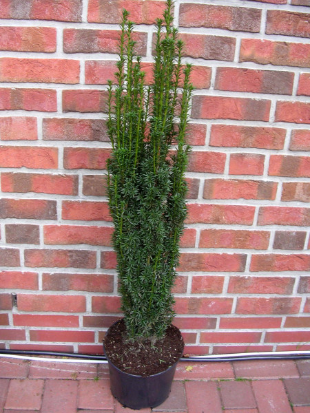 Säuleneibe, Eibe (Höhe: 140-150 cm), Taxus baccata Fastigiata Robusta