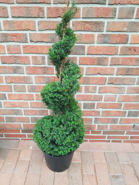 Spirale, Eibe, Taxus media 'Hillii', Formpflanze (Höhe: 130-140 cm)